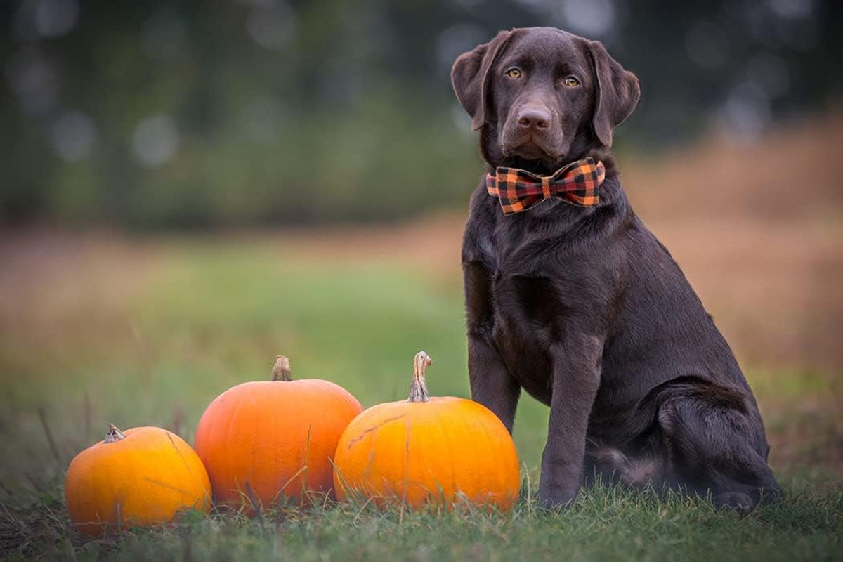 Elegant Adjustable Bowtie Dog Collar for Small, Medium, and Large Dogs - Perfect for Fall