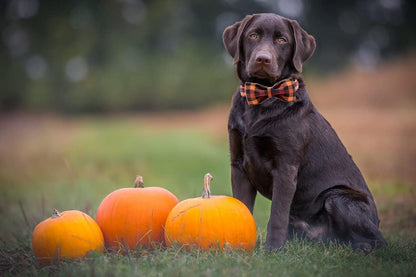 Elegant Adjustable Bowtie Dog Collar for Small, Medium, and Large Dogs - Perfect for Fall