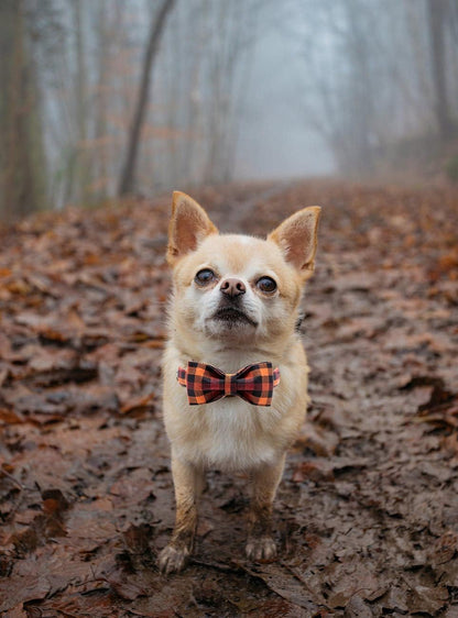 Elegant Adjustable Bowtie Dog Collar for Small, Medium, and Large Dogs - Perfect for Fall
